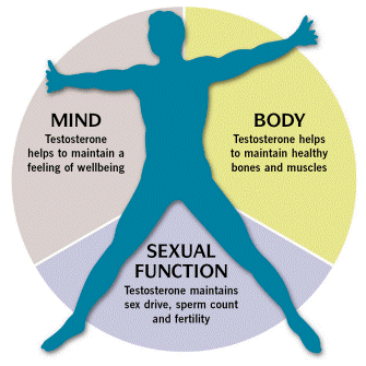 Men and the Rise and Fall of Testosterone 3